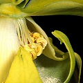 Sarracenia flava