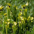 Sarracenia flava