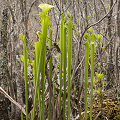 Sarracenia flava