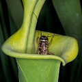 Sarracenia flava