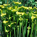 A great stand of plants.