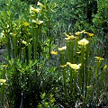 Mid-season plants.