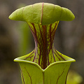 Sarracenia flava