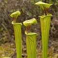 Sarracenia flava