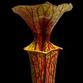 Sarracenia flava