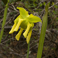 Sarracenia flava