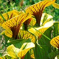 Sarracenia flava