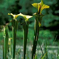 Plants being grown outside in Virginia.