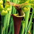 Sarracenia flava