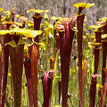 Full coloration plants.