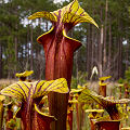 Full coloration plants.