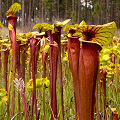 Full coloration plants.