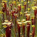 Full coloration plants.