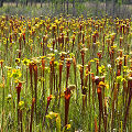 Full coloration plants.