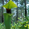 Plants in a pine savannah.