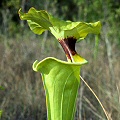 Sarracenia flava