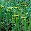 Sarracenia flava