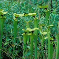 Sarracenia flava