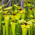 Full coloration plants.