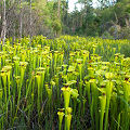 Full coloration plants.