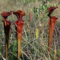 Sarracenia leucophylla x flava