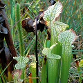 Plants in an area slated for development, probably now dead.