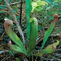 A little plant, don't be confused by the pure S. minor pitcher in the picture.