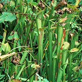 Pitchers growing on a natural area in a resort.