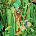 Pitchers growing on a natural area in a resort.