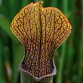 A nicely veined pitcher.