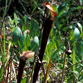 Plants growing on the edge of a pond.