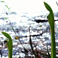 Immature pitchers at a marvelous cataract site.