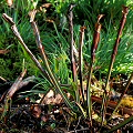 Plants near the end of the season at a boggy site.