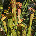 Nicely developed pitchers.