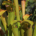 Nicely developed pitchers.