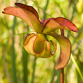 Sarracenia jonesii