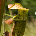 Plants at a site with pig damage.