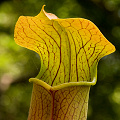 Sarracenia jonesii