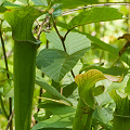 Plants at a restoration site.