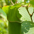 Sarracenia jonesii