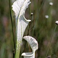 Sarracenia leucophylla