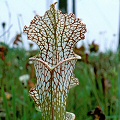 On a private Sarracenia plantation.