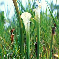 S. leucophylla