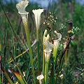 Sarracenia leucophylla