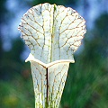 Sarracenia leucophylla