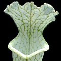 Sarracenia leucophylla