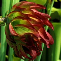 A plant with mutated flowers.