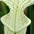 Sarracenia leucophylla