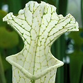 Sarracenia leucophylla