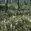 Sarracenia leucophylla